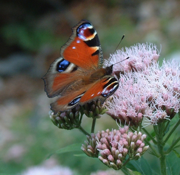 Aglais io